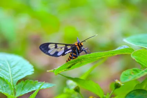 Insect on a leaf Foto stock