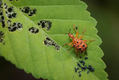 An insect on a leaf. Stock Photos