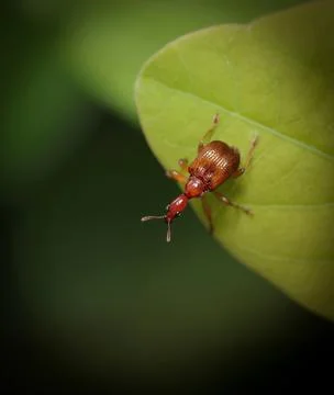 Insect on Leaf. Stock Photos