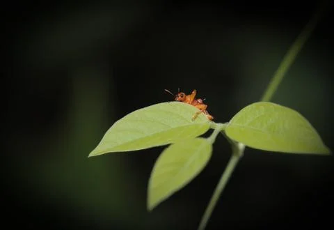An insect on a leaf. Stock Photos