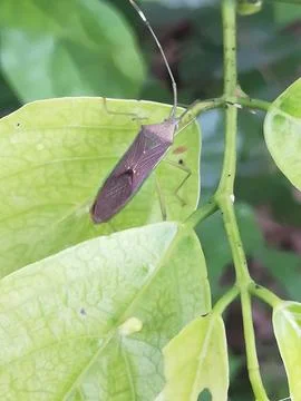The insect on the leaf Foto stock
