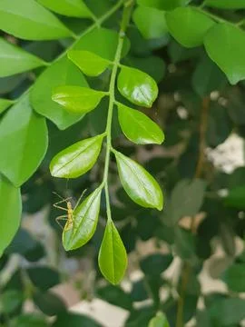 Insect on leaf Stock Photos