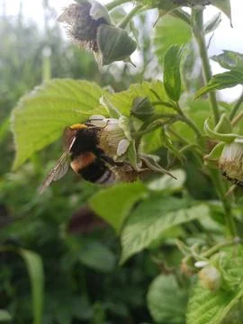 Insect on a leaf Photos