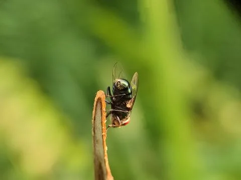 Insect on a leaf stem outdoors. 스톡 사진