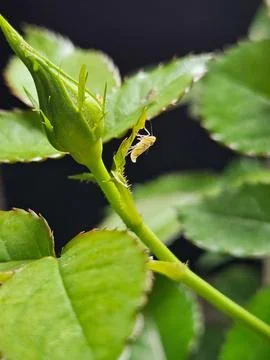 Insect, a leafhopper, on a rosebud Stock Photos