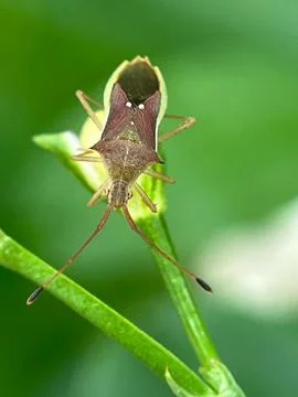Insect on the leave (2) Фото