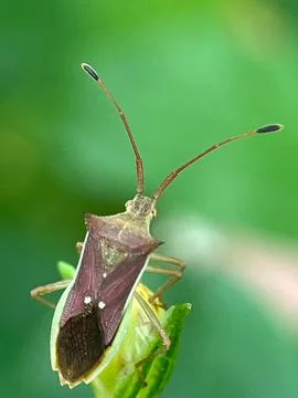 Insect on the leave Fotos de archivo
