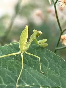 Insect on the leave Foto stock