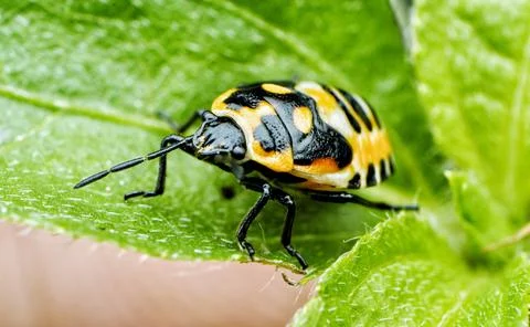 Insect on leaves grass Stock Photos