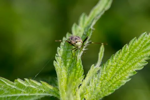 Insect on the leaves of nettle Stock Photos