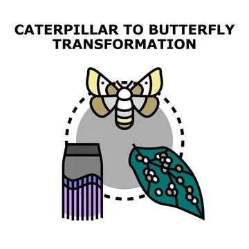 Insect life cycle transformation from egg to moth Stock Illustration
