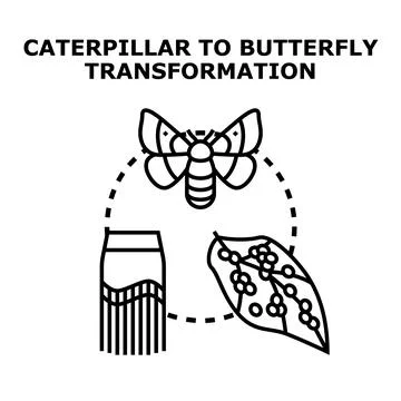 Insect life cycle transformation from egg to moth Stock Illustration