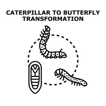 Insect life cycle transformation process concept diagram Stock Illustration