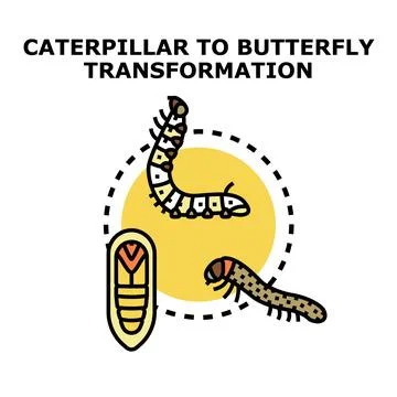 Insect life cycle transformation process concept diagram Stock Illustration