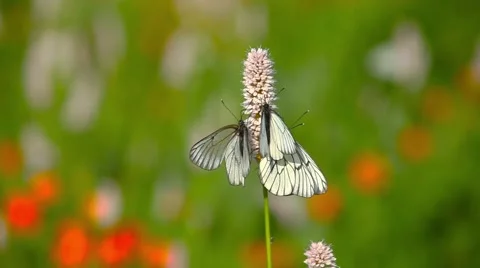Insect life Stock Footage 66418755