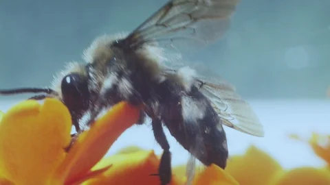 Insect life - macro view Stock Footage 91929280