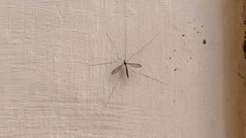 Insect on Light Wall Texture Stock Footage 344392009