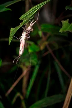 Insect with long antennae in Belize Stock Photos