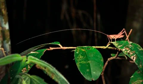 Insect with long antennae in Belize Stock Photos