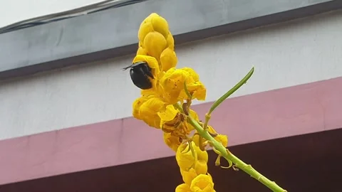 An insect is looking for food Stock-Footage 243289941