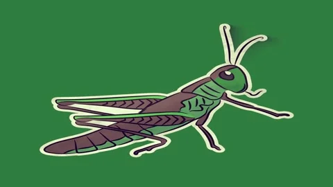 Insect Looping With Sticker Motion Graphic Overlay Stock Footage 338017929