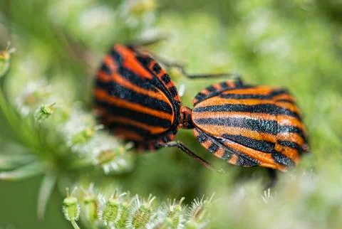 Insect love Foto stock
