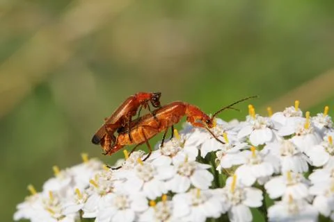 Insect Love Stock Photos