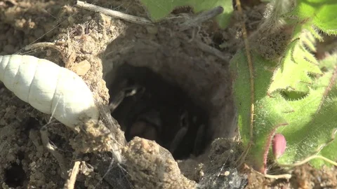 Insect Lycosa singoriensis wolf Spider sits in dark in hole during hunting 4k Stock Footage 75326411