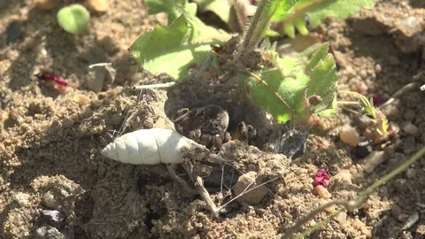 Insect Lycosa singoriensis wolf Spider sits in its hole during mating season 4k Stock Footage 75326896