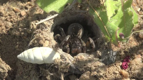 Insect Lycosa singoriensis wolf Spider sits in its hole during mating season 4k Stock Footage 75326955