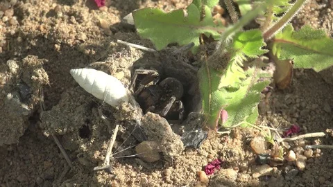 Insect Lycosa singoriensis wolf Spider sits in its hole during mating season 4k Stock Footage 75327079