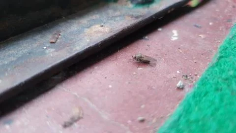 Insect lying on ground Stock Photos