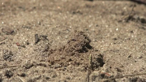 Insect macro 4k: A bee or an earth wasp digs burrow in sandy ground Stock Footage