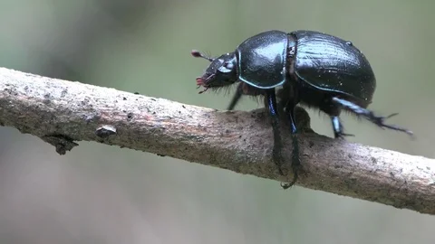 Insect macro 4k: Black Beetle Trypocopris vernalis moves of dry grass in forest Stock Footage