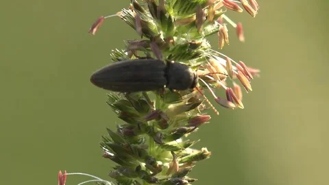 Insect macro 4k: Brown elongated beetle from is Agriotes in family Elateridae Stock Footage