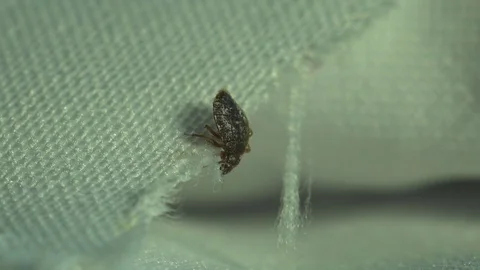 Insect macro 4k: Common bedbug parasite on sheet in bed at night Vídeos de archivo 80331084