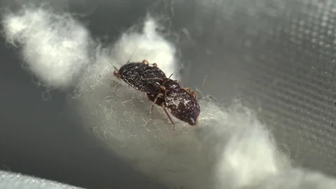 Insect macro 4k: Common bedbug parasite on sheet in bed at night Video stock 80331115