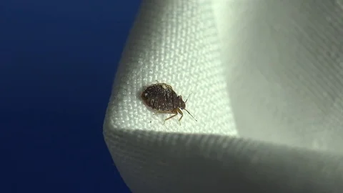 Insect macro 4k: Common bedbug parasite on sheet in bed at night Stock Footage 80331117