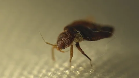 Insect macro 4k: Common bedbug parasite  on human skin in bed at night 動画素材 80331119