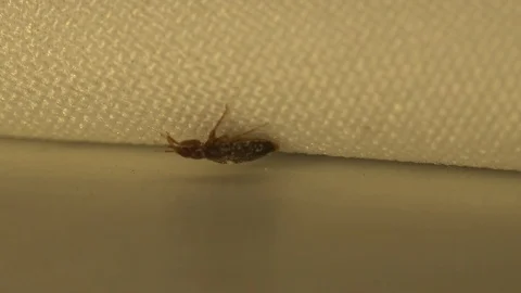 Insect macro 4k: Common bedbug parasite  on human skin in bed at night Video stock 80331175