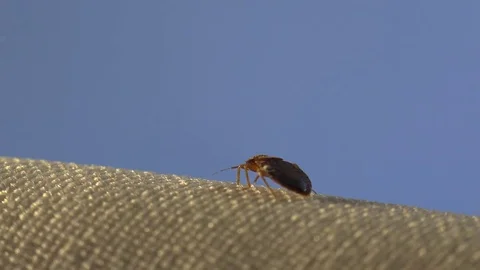 Insect macro 4k: Common bedbug parasite on sheet in bed at night Vídeos de archivo 80331262