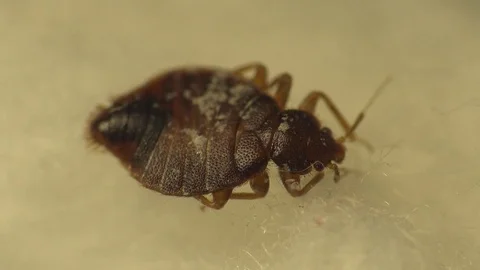 Insect macro 4k: Common bedbug parasite  on human skin in bed at night 動画素材 80331274