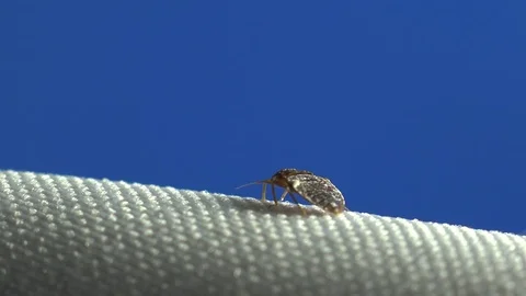 Insect macro 4k: Common bedbug parasite on sheet in bed at night Stockbeeldmateriaal 80331298