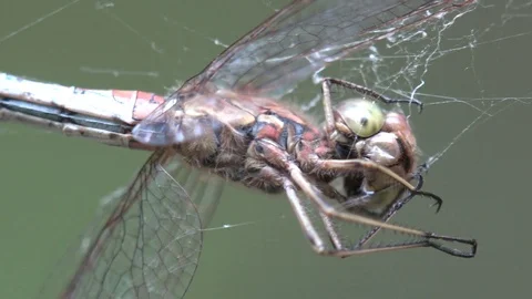 Insect Macro 4k: Dry Dragonfly Female red-veined stuck in spider web Stock Footage