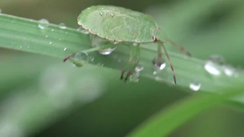 Insect macro 4k: Green Pentatomidae beetle runs on leaf with drops of dew Stock Footage
