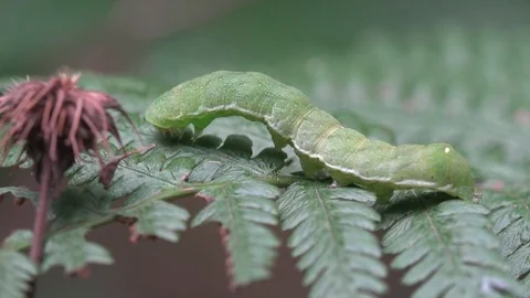 Insect macro 4k: Green thick caterpillar with two white dots on tail Stock Footage