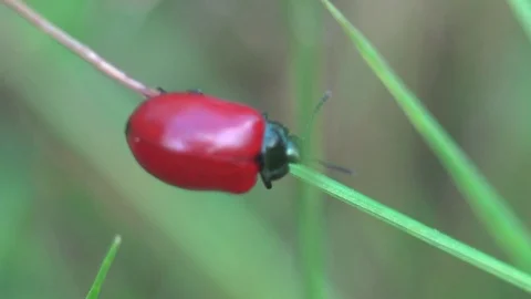 Insect macro 4k: Red Beetle in family Chrysomelidae as leaf beetles on leaf Stock Footage