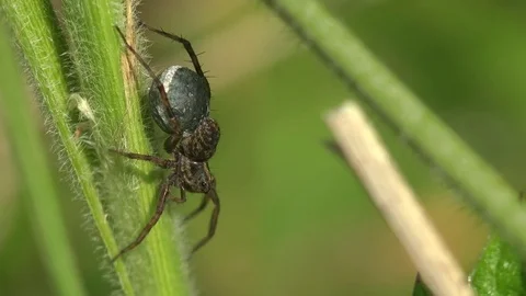 Insect macro 4k: Spider sits in leaves of green grass in forest outdoors Stock Footage
