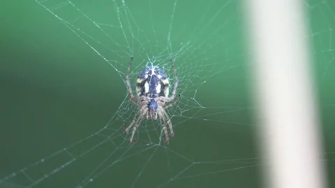 Insect macro 4k: Spider sitting in spiderweb In forest Stock Footage