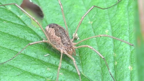 Insect macro 4k: spider with thin legs sits on green leaf Stock Footage